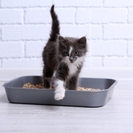 3 Tips To Use Cat Treats While Not Spoiling Them