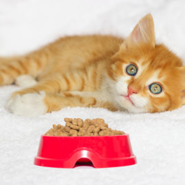 4 Questions To Ask While Buying Dry Cat Food