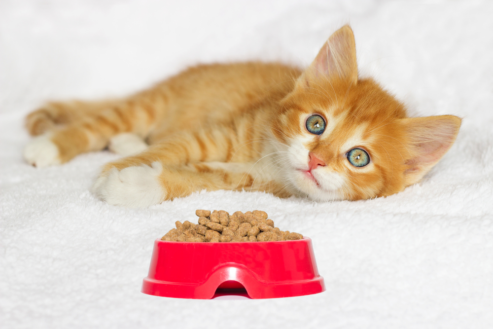 4 Questions To Ask While Buying Dry Cat Food answersguide
