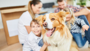 Treating Different Types Of Dog Allergies