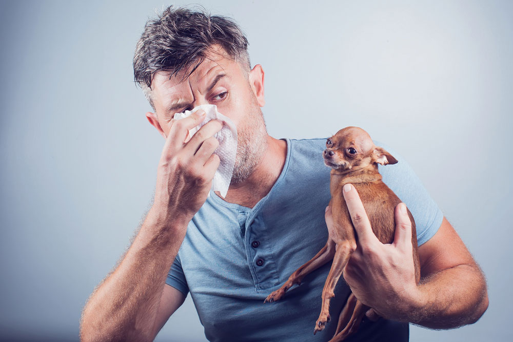 6 effective remedies for pet allergies