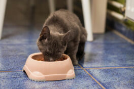 3 things to keep in mind while choosing cat food