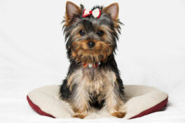 Five places that have Yorkies for sale