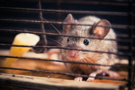 Five questions to ask before you hire a rodent pest control expert