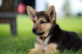 How Ready Are You for Your German Shepherd Pups