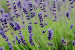 Tips for growing lavender flower plants
