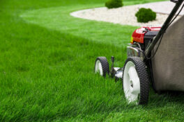5 lawn care tips to maintain a lush green yard