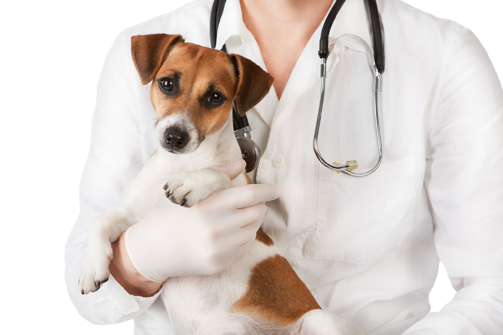 4 signs indicating that one’s pet dog is sick
