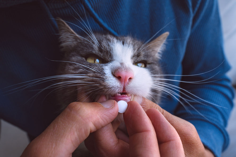 8 telltale signs that it’s time to take a cat to a vet