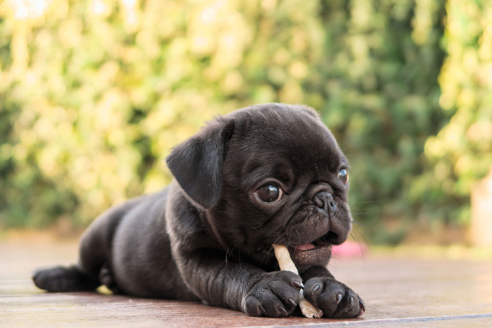 5 best chew-time bully sticks for pups