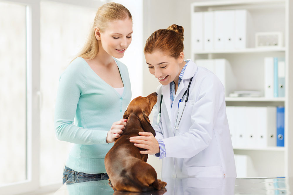 4 pet care mistakes to avoid