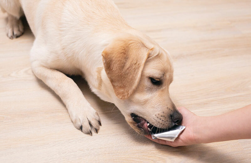 4 common FAQs on flea pills for dogs