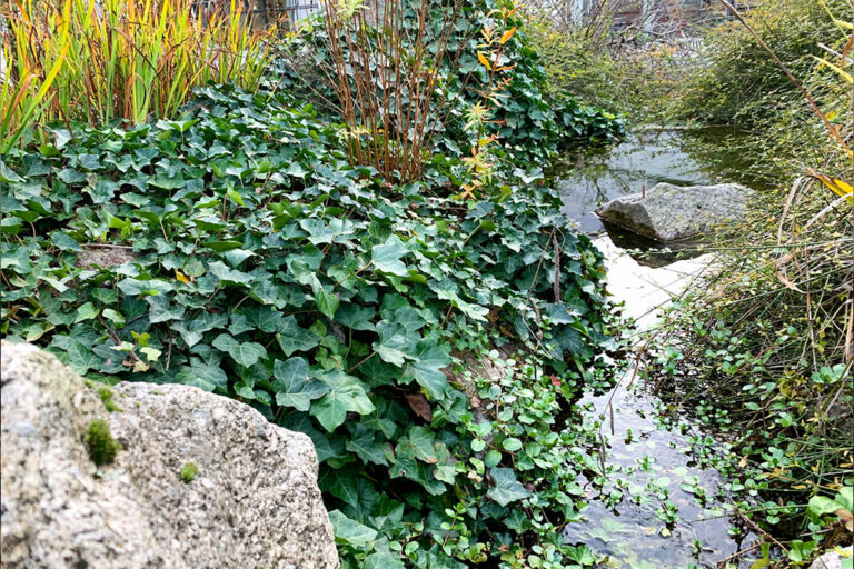 Top Ways to Get Rid of Ivy Plants