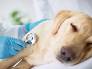 10 Signs of Illness to Look Out for in Dogs
