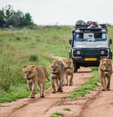 10 common safari mistakes to avoid