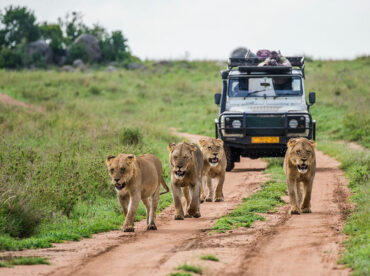 10 common safari mistakes to avoid