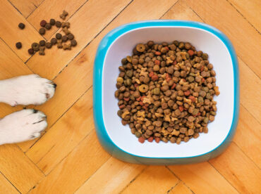 10 dog food deals to check out this Black Friday