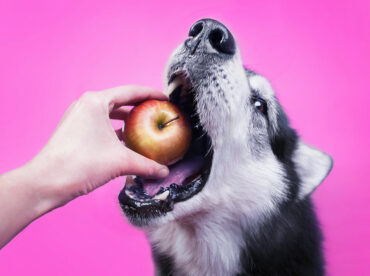 7 human foods safe for consumption by dogs