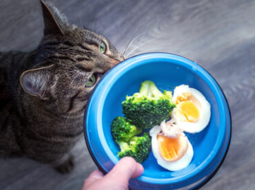 7 human foods that cats can enjoy