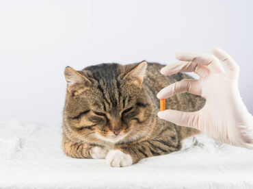 9 Warning Signs Indicating a Cat is Unwell
