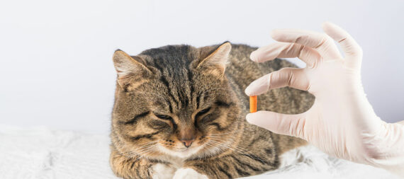 9 Warning Signs Indicating a Cat is Unwell