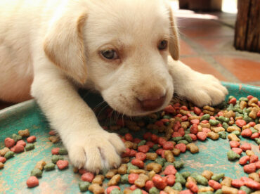 Top 5 foods for puppies