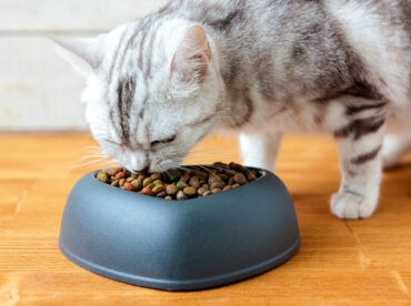 Top 7 vet-recommended foods for cats