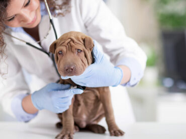 How to recognize and care for a sick dog