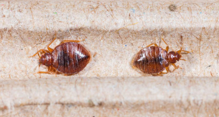 Top 3 bed bug sprays you can consider
