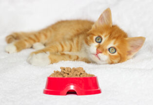 4 Questions To Ask While Buying Dry Cat Food