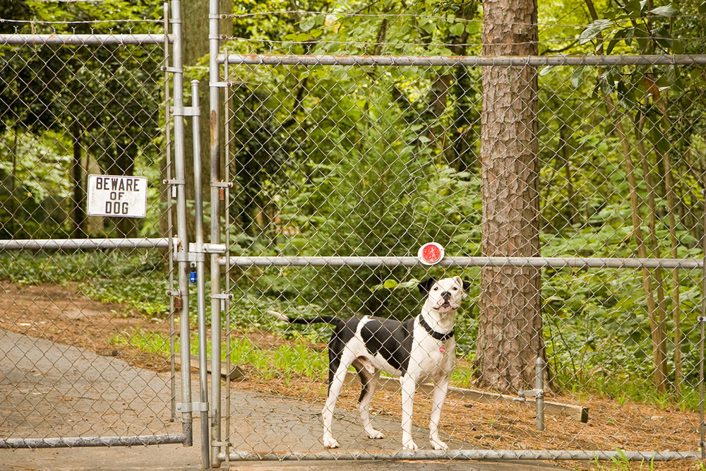 Types of dog fences and their benefits