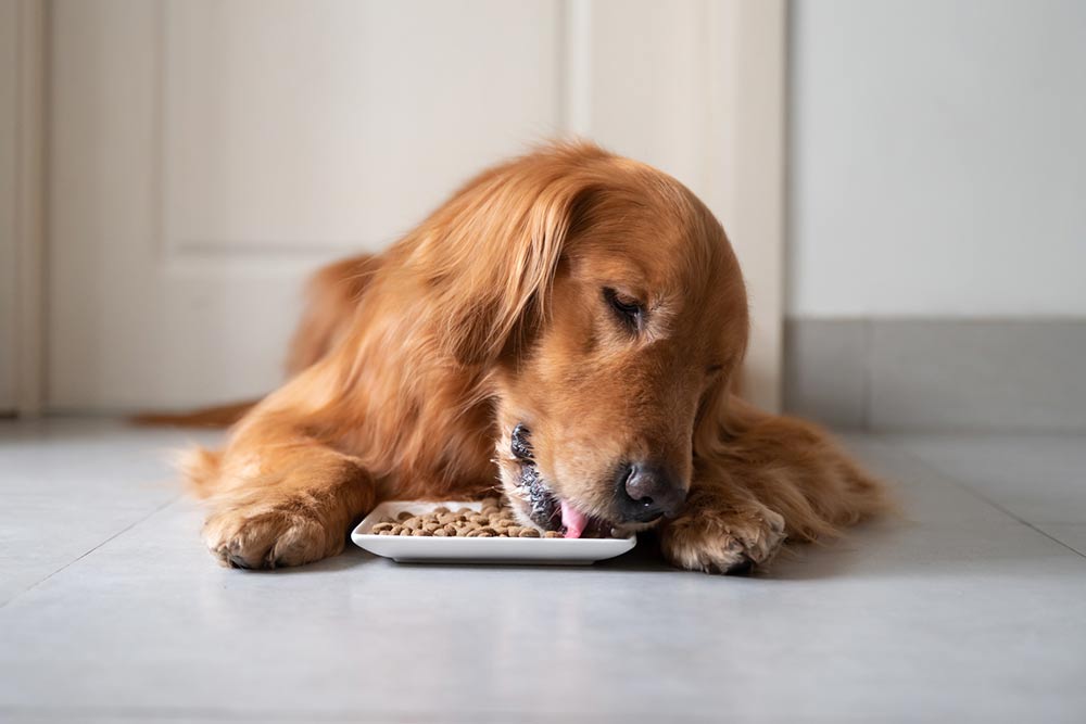 6 types of dog foods that pet owners should know about