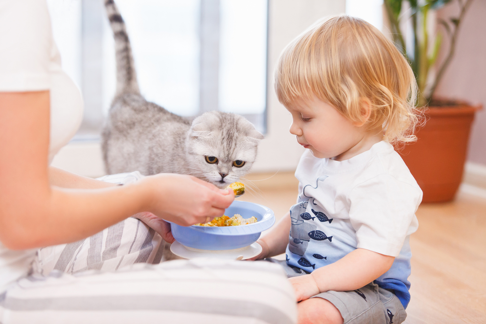 7 Popular Canned Food Choices For Cats
