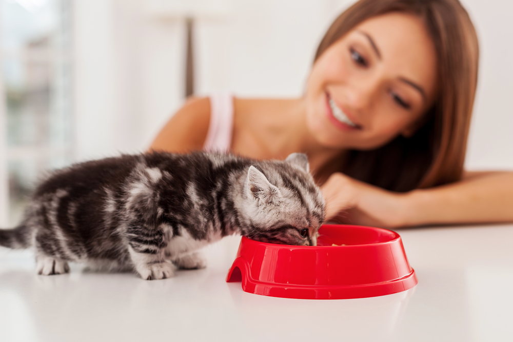 Choosing the Right Ingredients for the Best Dry Cat Food