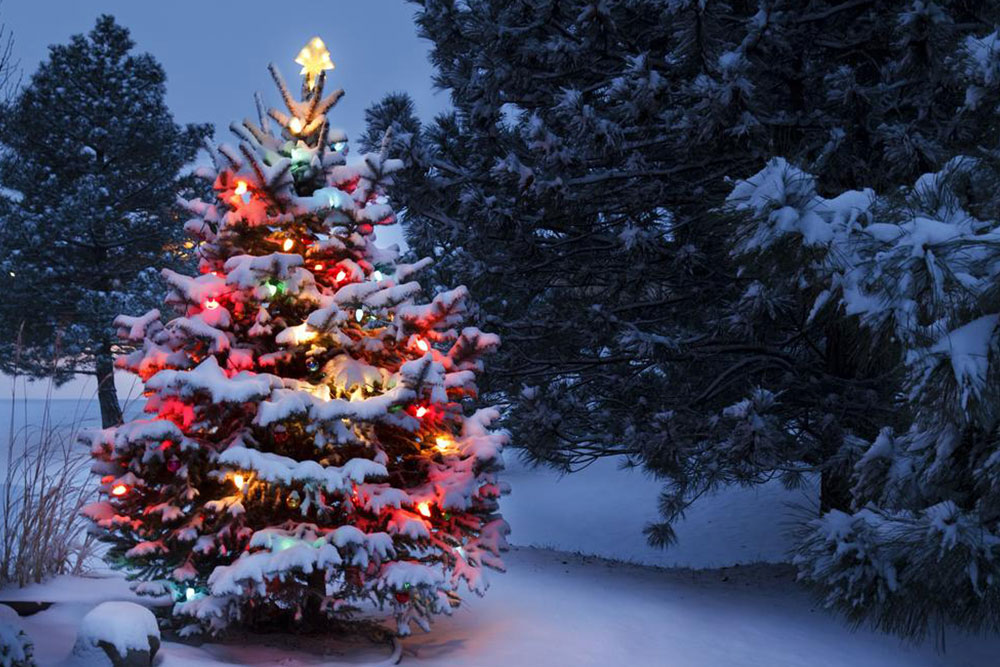 Christmas trees – A holiday tradition for centuries