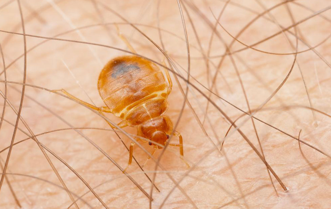 How to figure out if your home is infested bed bugs