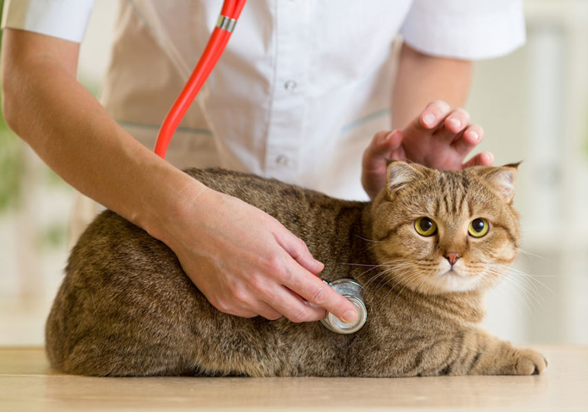Managing Diabetes Mellitus in Pets