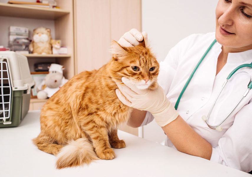 Tips for Buying Pet Medications Online