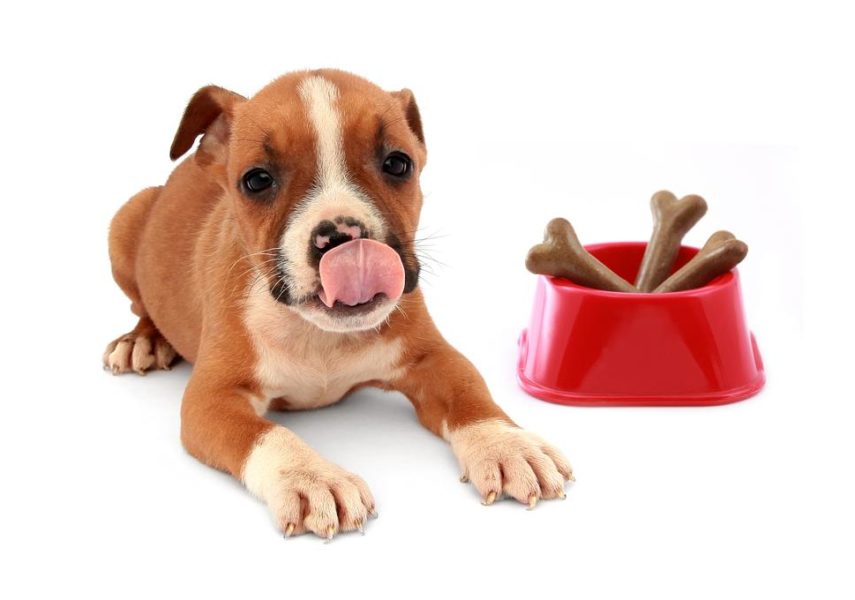 Tips for Dog and Cats with Food Allergies